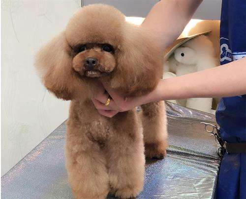 宠物美容嘉兴培训班 宠物美容嘉兴培训班