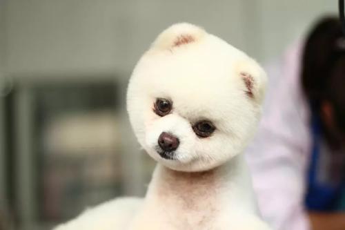 宠物美容 宠物美容