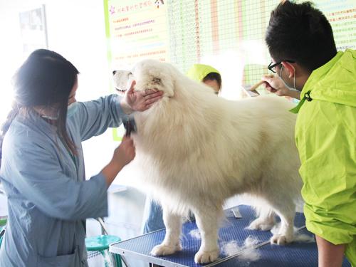 湖州宠物美容湖州培训课程