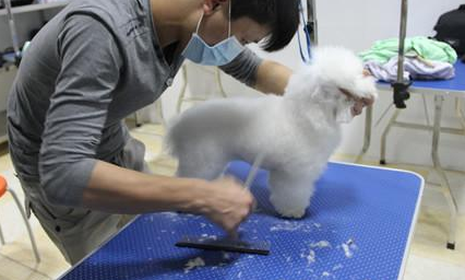 唐山宠物美容培训