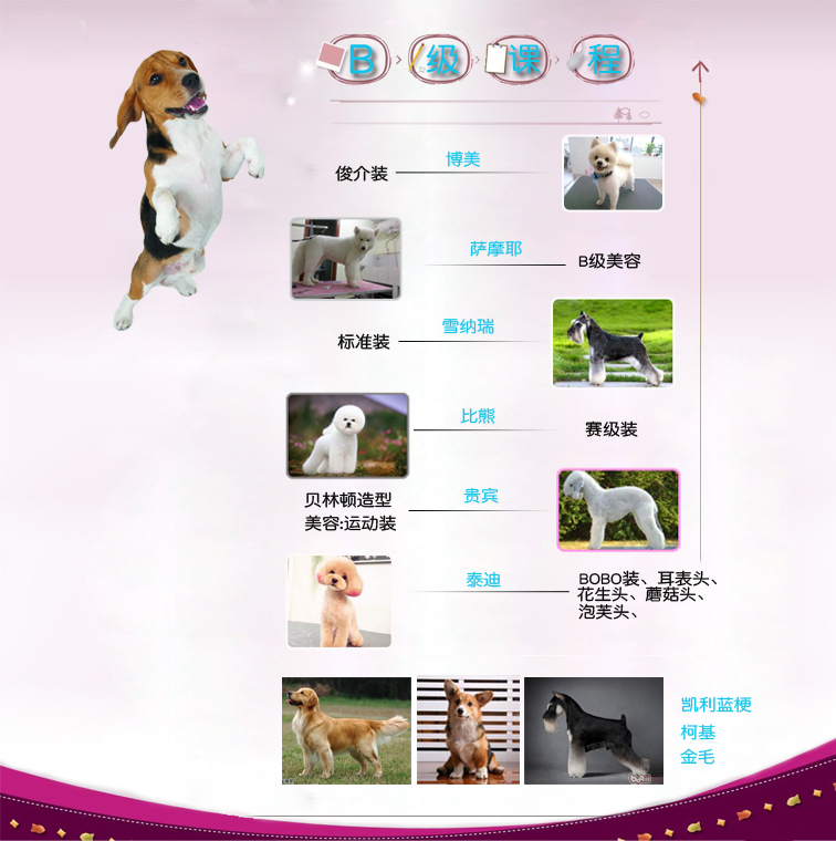 北京B级宠物美容课程